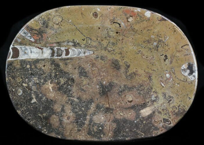 / Fossil Orthoceras & Goniatite Plate - Stoneware #36361